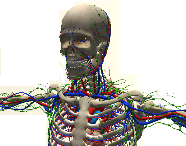 Anatomie-MR
